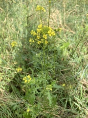 Sisymbrium loeselii