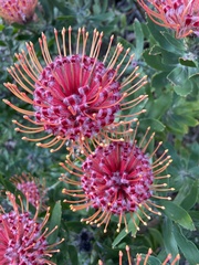 Leucospermum × hybridum