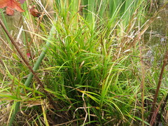 Dulichium arundinaceum