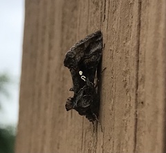 Chrysodeixis