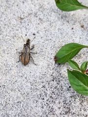 Naupactus