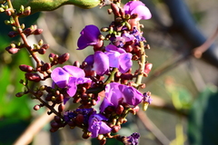Faboideae