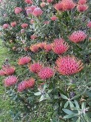 Leucospermum × hybridum