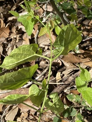 Asclepiadeae