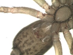 Euophrys frontalis