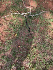 Pantherophis alleghaniensis