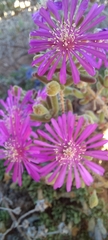Drosanthemum