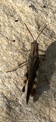 Oedipodinae