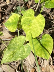 Asclepiadeae