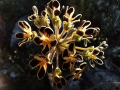 Pelargonium lobatum
