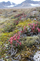 Cassiope tetragona