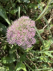 Hylotelephium spectabile