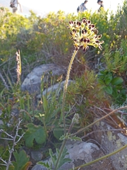 Pelargonium lobatum