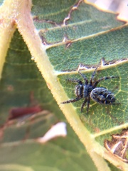 Phidippus asotus