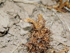 Aphyllon corymbosum