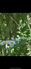 Erigeron philadelphicus