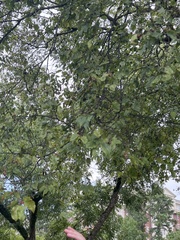 Celtis laevigata