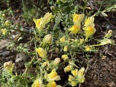 Linaria dalmatica