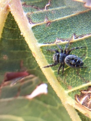 Phidippus asotus