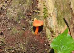 Hygrocybe