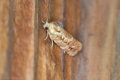 Choristoneura houstonana