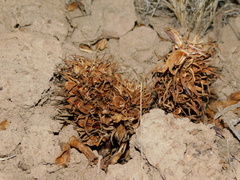 Aphyllon corymbosum