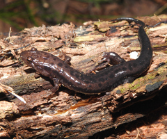 Desmognathus orestes