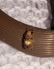 Toxonotus cornutus