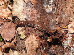 Desmognathus orestes