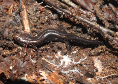 Desmognathus orestes