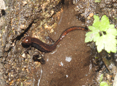 Desmognathus orestes