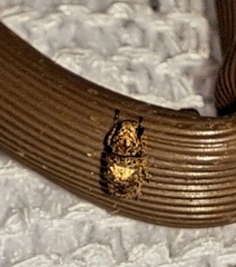 Toxonotus cornutus