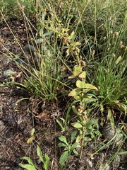Mecinus janthiniformis
