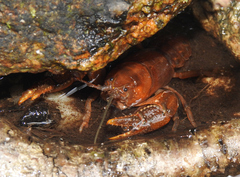 Cambarus asperimanus