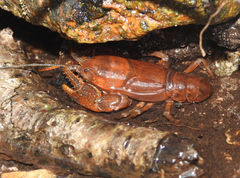 Cambarus asperimanus
