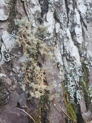 Sphaerophorus globosus