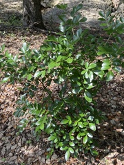 Dermatophyllum secundiflorum