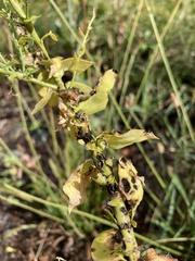Mecinus janthiniformis