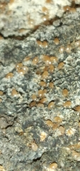 Acariformes