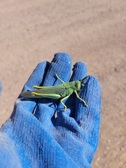 Schistocerca shoshone