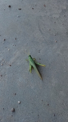 Schistocerca shoshone