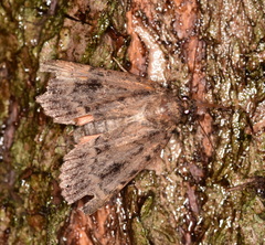 Amphipyra pyramidea
