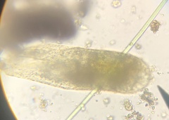 Paramecium