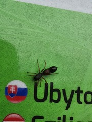 Leptorchestes berolinensis