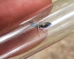 Leptorchestes berolinensis