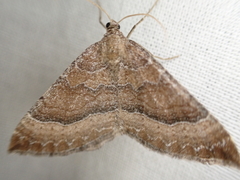 Larentia clavaria