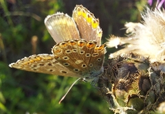 Polyommatus bellargus