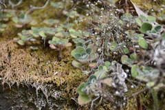 Aichryson villosum