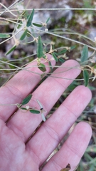 Croton michauxii elliptica