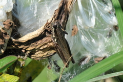Paroxya atlantica